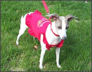 Talk about fancy girl!