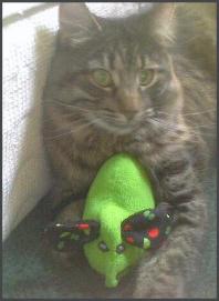 Loki Bean is high on organic nip!