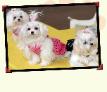 We're Precious Pups!